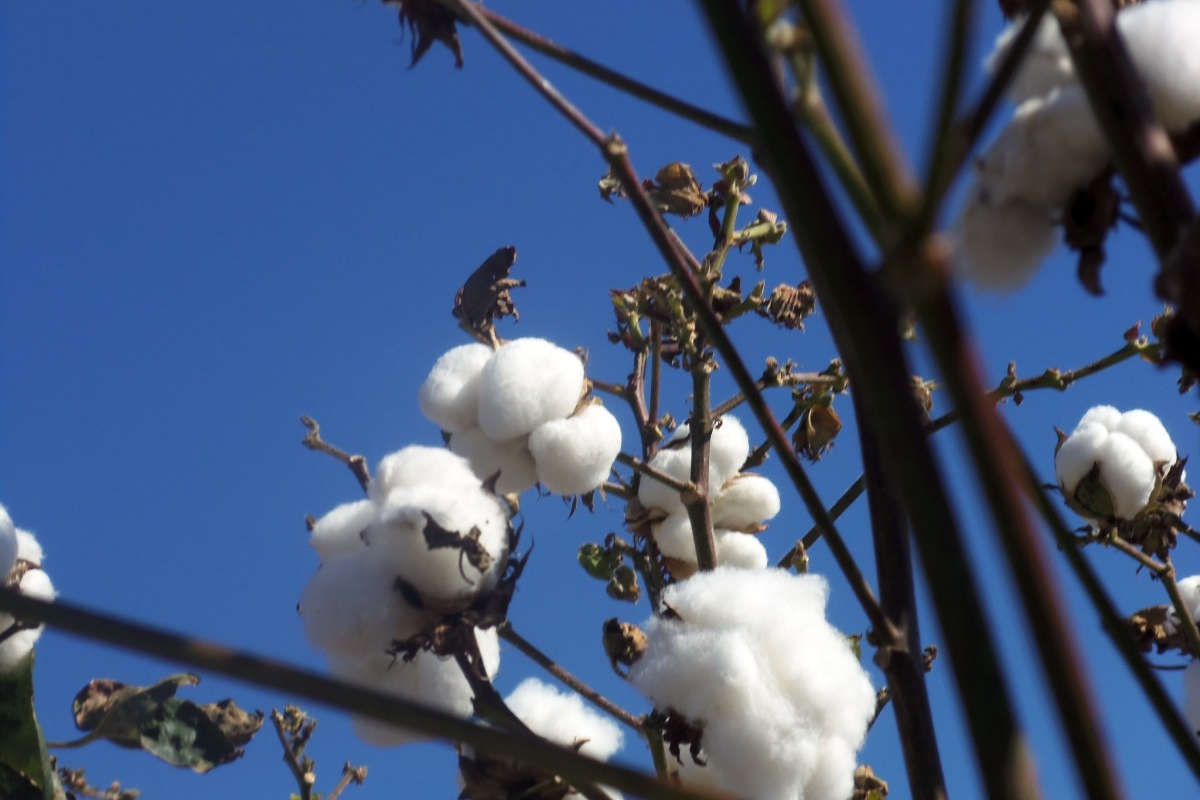 Coton biologique : avantages, utilisation et production
